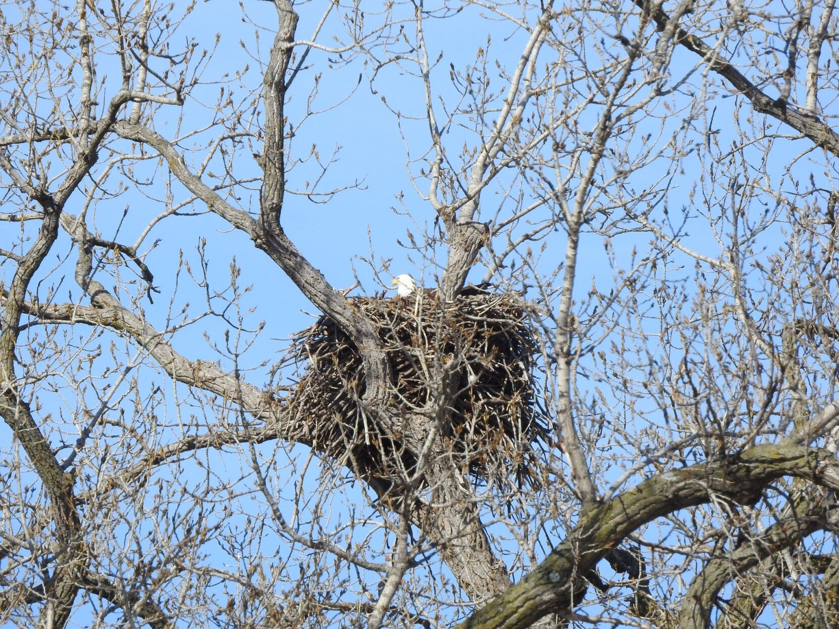 The Rader Nest